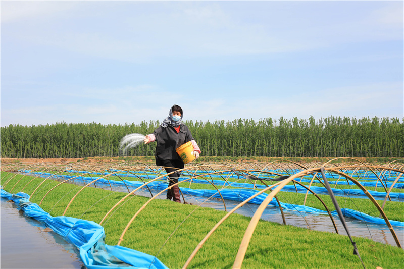 农民播种水稻图片 第4张