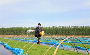 农民播种水稻图片 第4张