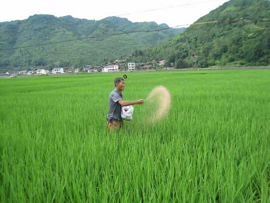 水稻施肥图片 第4张