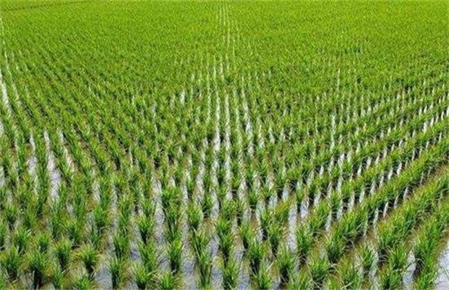 水稻幼苗图片 第3张