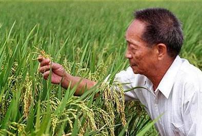 水稻之父图片 第1张