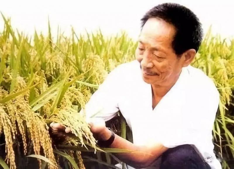 水稻之父图片 第2张