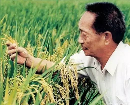 水稻之父图片 第3张