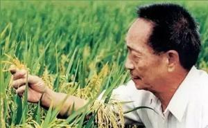 水稻之父图片 第3张