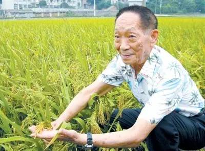 水稻之父图片 第8张