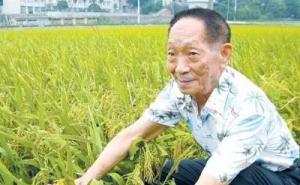 水稻之父图片 第8张