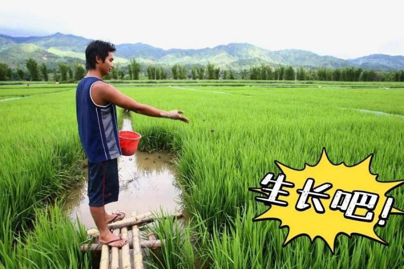 农民伯伯水稻施肥图片 第4张