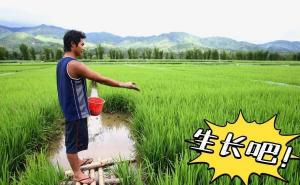 农民伯伯水稻施肥图片 第4张