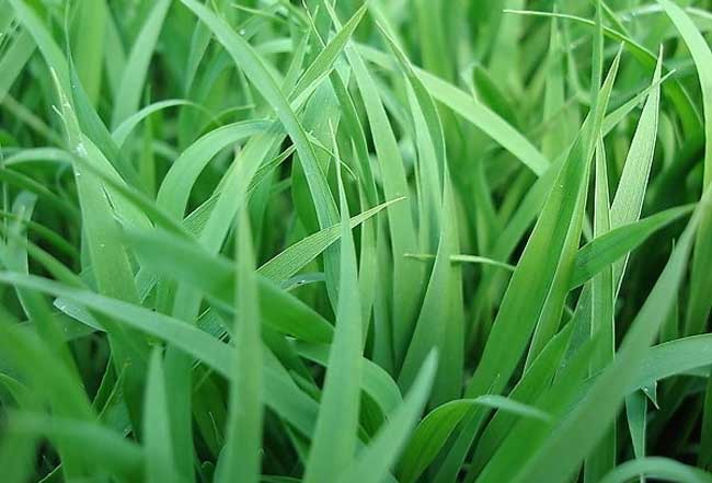 水稻育苗图片 第2张