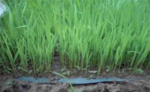 水稻育苗图片