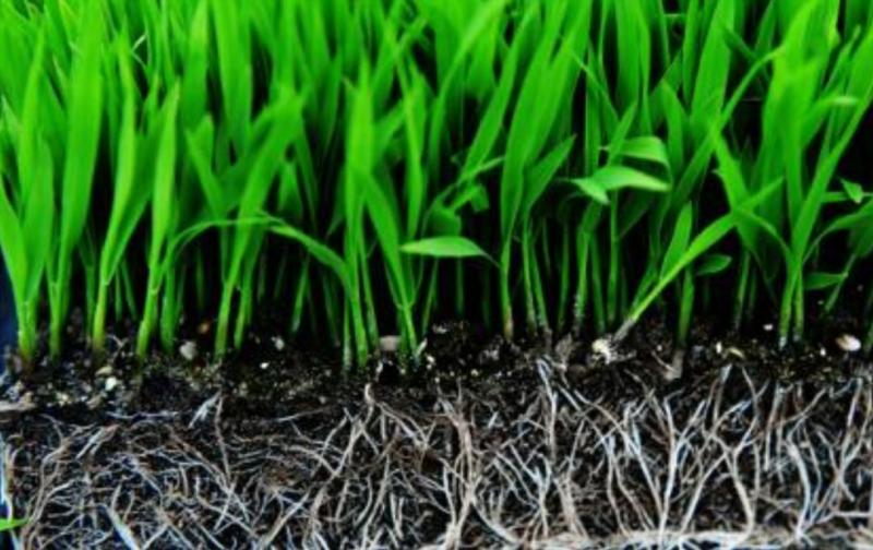 水稻育苗图片 第3张