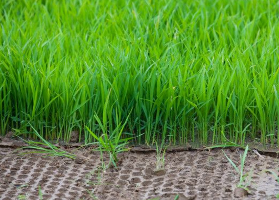 水稻育苗图片 第6张