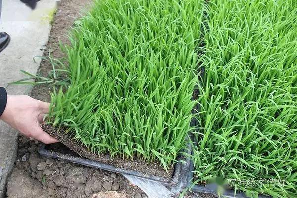 水稻育苗图片 第5张