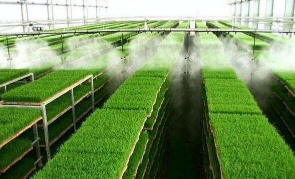 水稻育苗图片 第7张