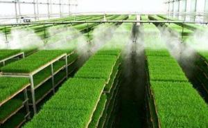 水稻育苗图片 第7张