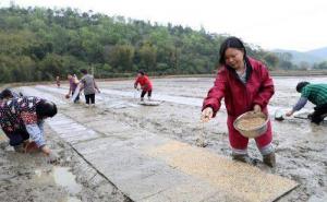 水稻撒种子图片