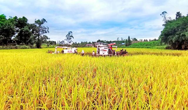 水稻成熟收割图片 第1张