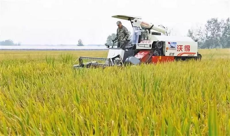 水稻成熟收割图片 第3张