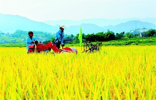 水稻成熟收割图片 第4张