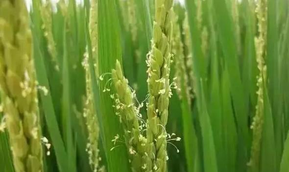 水稻扬花图片 第2张