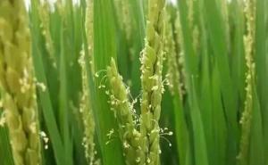 水稻扬花图片 第2张