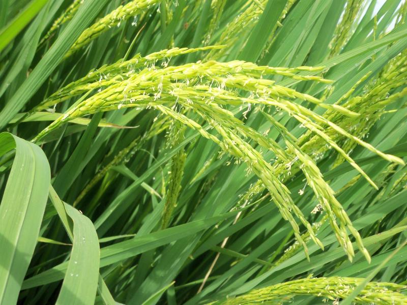 水稻扬花图片 第7张