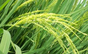 水稻扬花图片 第7张