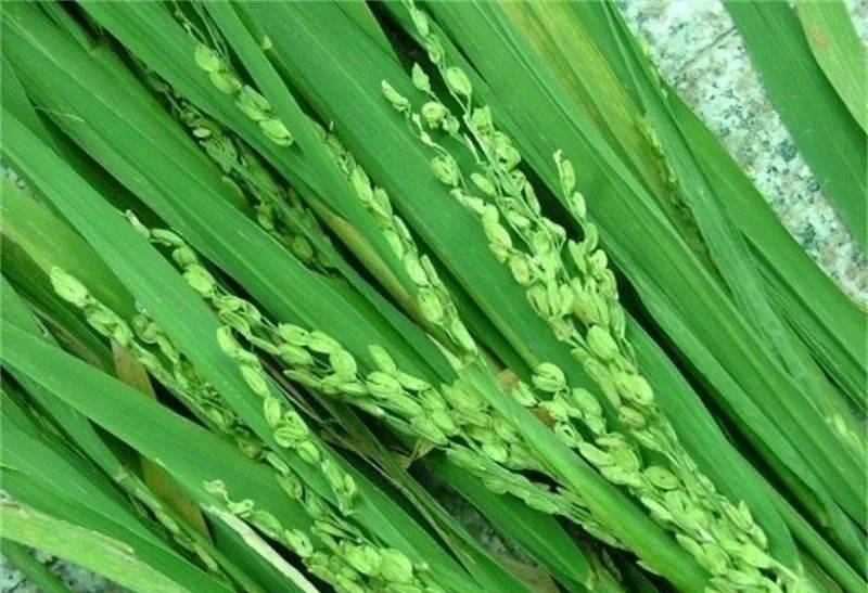 水稻扬花图片 第4张