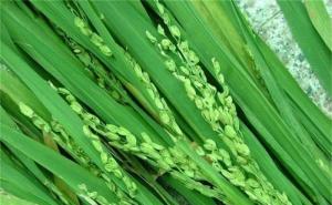 水稻扬花图片 第4张
