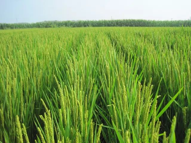 水稻扬花图片 第6张
