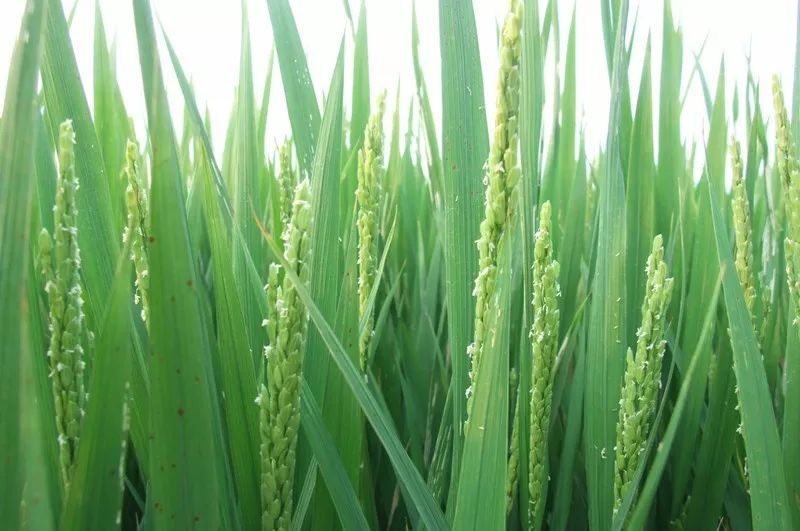 水稻扬花图片 第5张