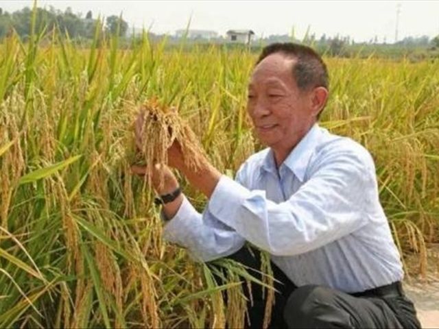 袁隆平杂交水稻图片 第1张