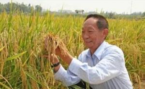 袁隆平杂交水稻图片