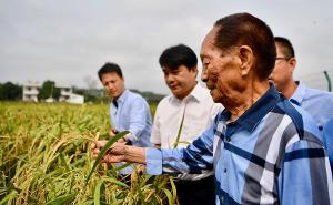 袁隆平杂交水稻图片 第4张