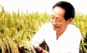 袁隆平杂交水稻图片 第2张