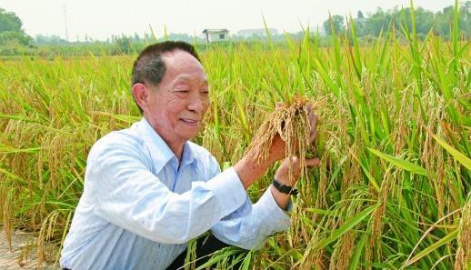 袁隆平杂交水稻图片 第3张