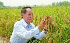 袁隆平杂交水稻图片 第3张
