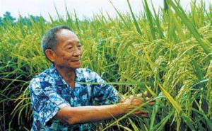 袁隆平杂交水稻图片 第6张