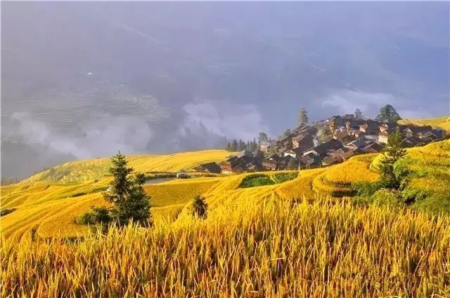 秋天水稻田图片 第2张