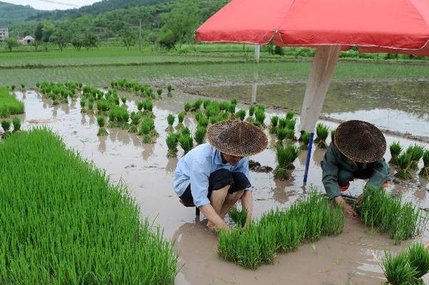 水稻秧图片 第1张