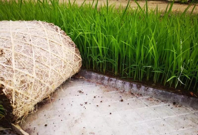 水稻秧图片 第3张