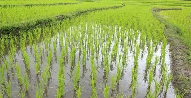 水稻秧图片 第2张