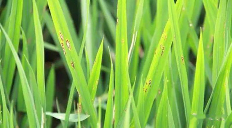 水稻稻瘟病图片 第2张