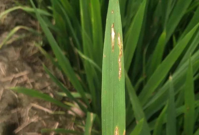 水稻稻瘟病图片 第5张