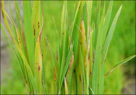 水稻稻瘟病图片 第4张