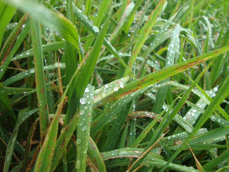 水稻稻瘟病图片 第8张