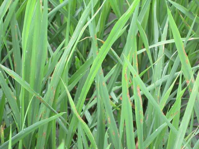 水稻稻瘟病图片 第7张