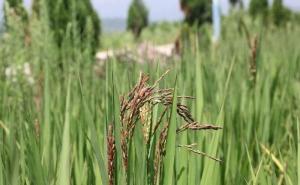 水稻黑穗病图片 第6张