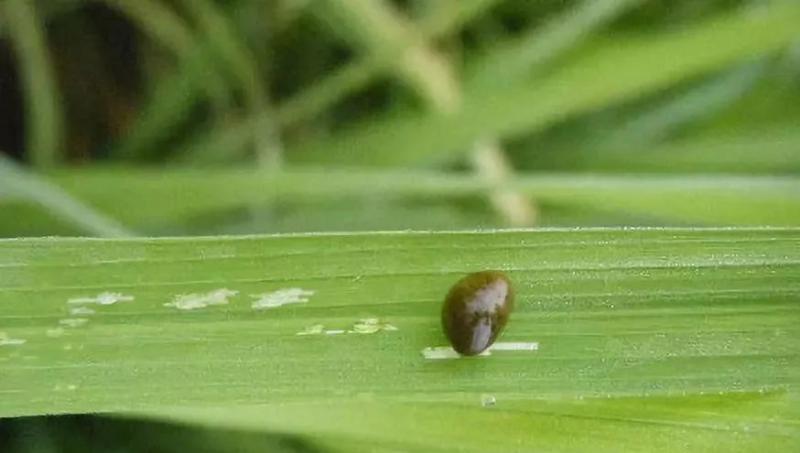 水稻负泥虫图片 第1张