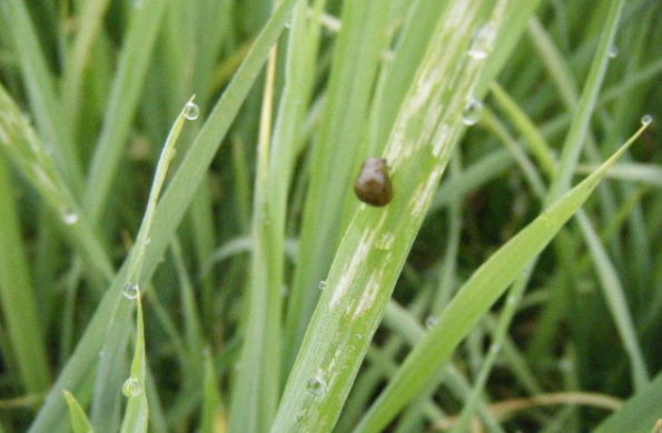 水稻负泥虫图片 第2张